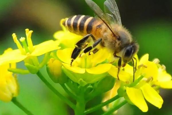 影响蜜蜂繁殖的原因，主要有蜜源、温度、湿度等