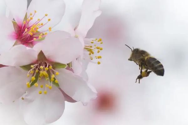 影响蜜蜂繁殖的原因，主要有蜜源、温度、湿度等