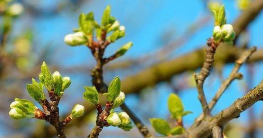 怎么对果树使用冲施肥，气候干旱时可在萌芽期冲施有机水溶肥