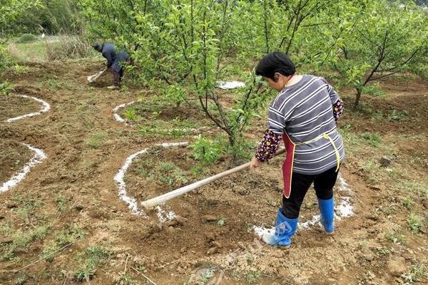 怎么对果树使用冲施肥，气候干旱时可在萌芽期冲施有机水溶肥