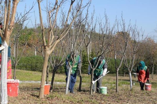 怎么对果树使用冲施肥，气候干旱时可在萌芽期冲施有机水溶肥