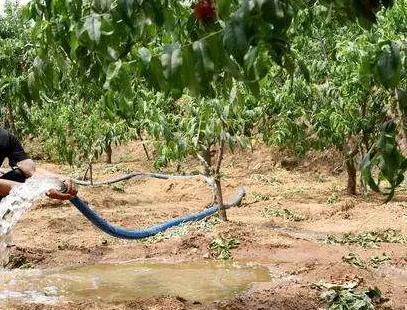 怎么对果树使用冲施肥，气候干旱时可在萌芽期冲施有机水溶肥