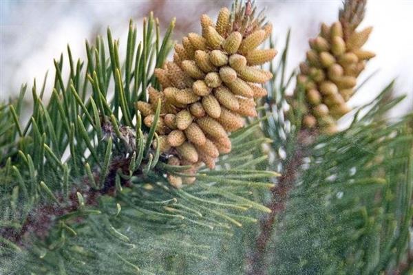 松花粉的来源，是马尾松、油松等松科植物干燥的花粉