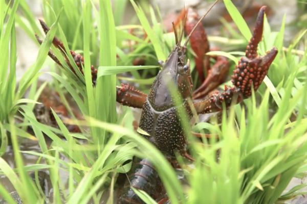 小龙虾的食物，野生个体吃底栖藻类、水生昆虫等食物