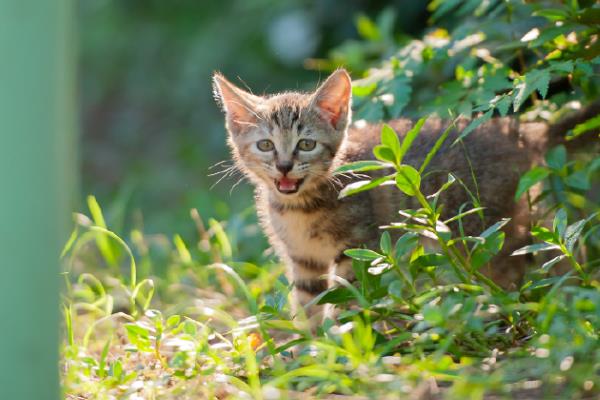 怎么防止被猫抓伤，发情期尽可能减少与猫咪的接触