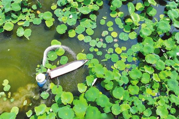 莲藕怎么种植，深翻土壤施入肥料、按适宜株行距挖穴后再栽植子藕