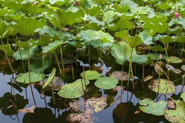 莲藕怎么种植，深翻土壤施入肥料、按适宜株行距挖穴后再栽植子藕