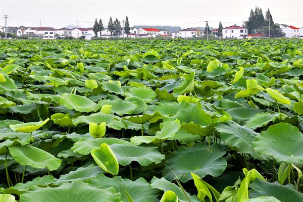 莲藕怎么种植，深翻土壤施入肥料、按适宜株行距挖穴后再栽植子藕