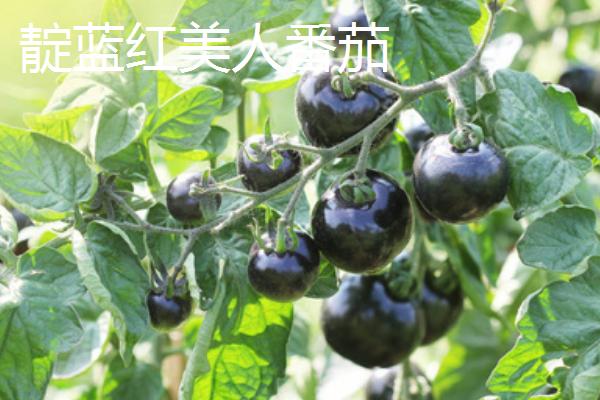 工厂化生产番茄每平方米面积的产量，一般可以超过30公斤