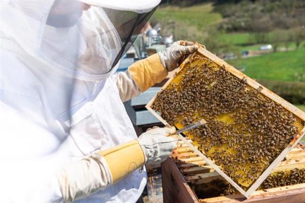 中国大虎头蜂的养殖技术，重要的工具是蜂箱和防蜂服