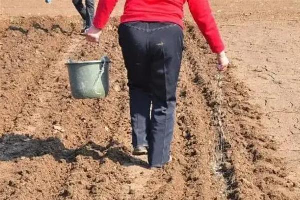 七彩花生的种植技术，一般在春季温稳定在12℃时即可播种