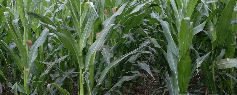 龙雨6066玉米种子特点，注意防治大斑病和灰斑病