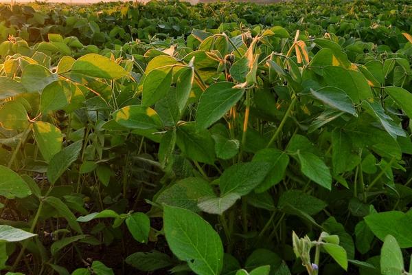 连池豆5号大豆种子特征特性，该品种亚有限结荚习性