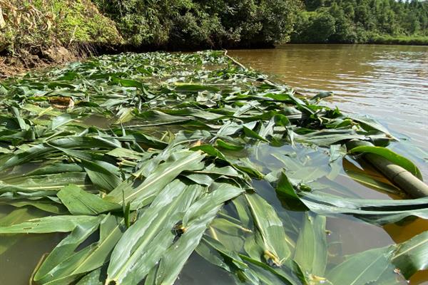 草鱼吃哪种食物可以快速生长，饲喂禾本科、浮萍科、水鳖科植物等食物能促进生长