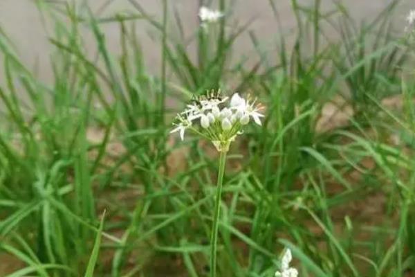 韭菜根蛆的危害，会危害鳞茎