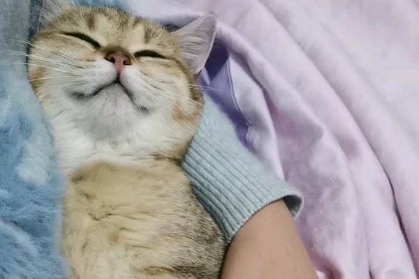 猫和人能否一起睡觉，容易产生打扰睡眠、感染寄生虫和真菌等问题