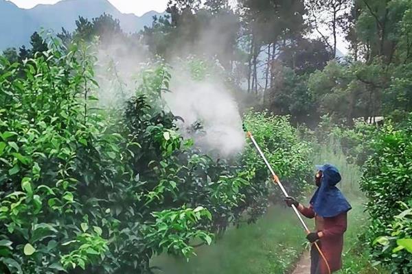 对果树使用农药的原则，选择正确的药物才能起到防效