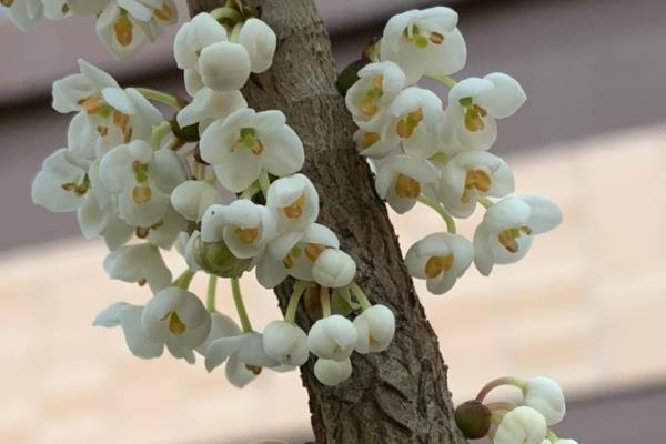 野桂花简介，一般是指柃木