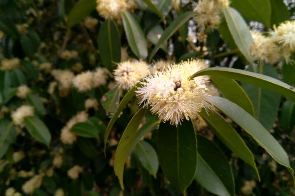 野桂花简介，一般是指柃木