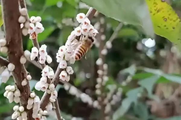 野桂花简介，一般是指柃木