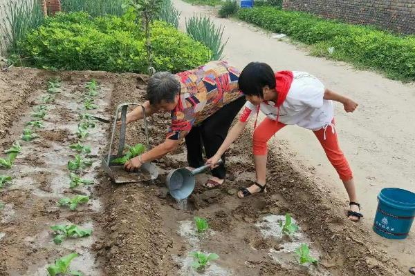 秋白菜怎样浇水施肥，发芽期通常不需要施肥