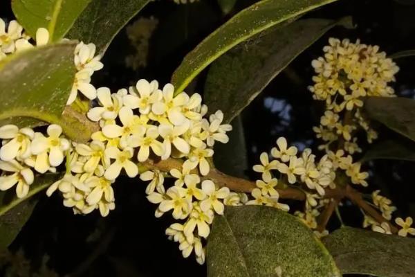 秋季适合种哪些花，可以种菊花、桂花、蝴蝶兰等