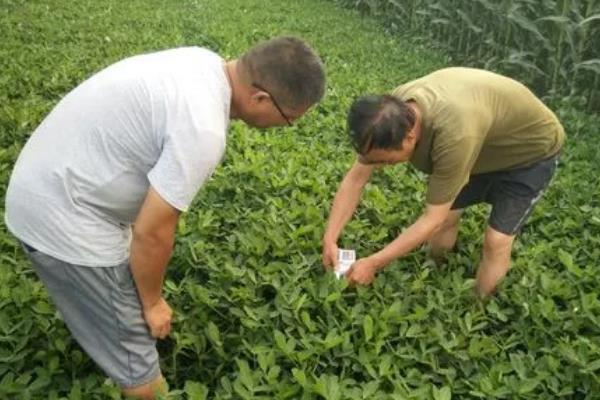 花生下针多用什么药物，烯效唑、缩节胺、芸苔素内酯是适宜选择