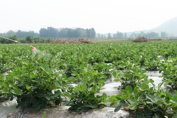 花生下针多用什么药物，烯效唑、缩节胺、芸苔素内酯是适宜选择