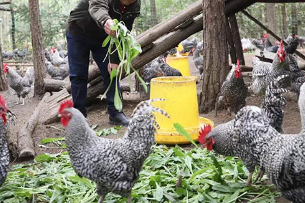 芦花鸡和普通鸡有什么区别，品种、外观均不同