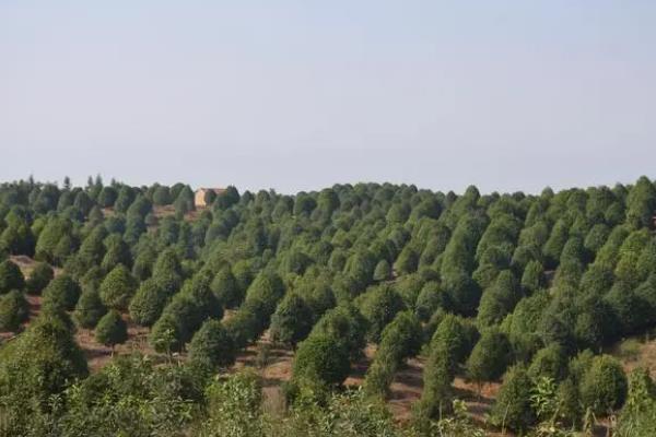 桂花树的盆栽方法，连带着土球栽入盆中并浇透水