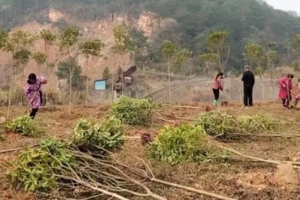 桂花树的盆栽方法，连带着土球栽入盆中并浇透水