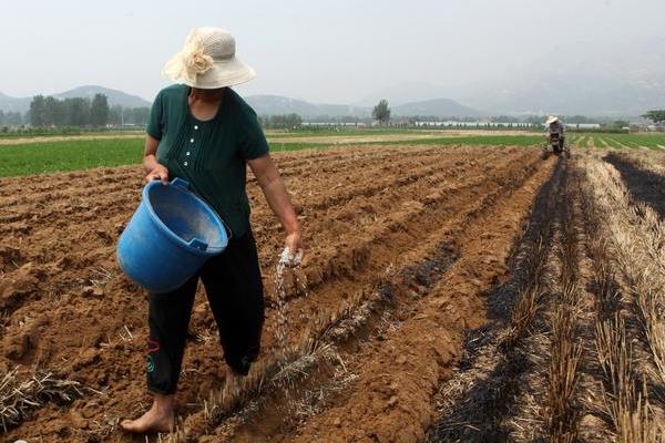 蕨菜的田间管理办法，在生产上多采用无性繁殖方式