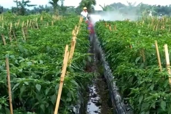 辣椒长蚜虫怎么处理，需要对种植场所进行适当的清理