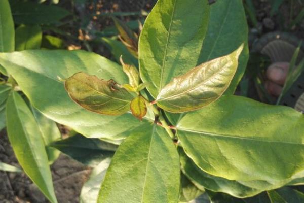 除草剂药害如何补救，可用喷灌机械水淋洗