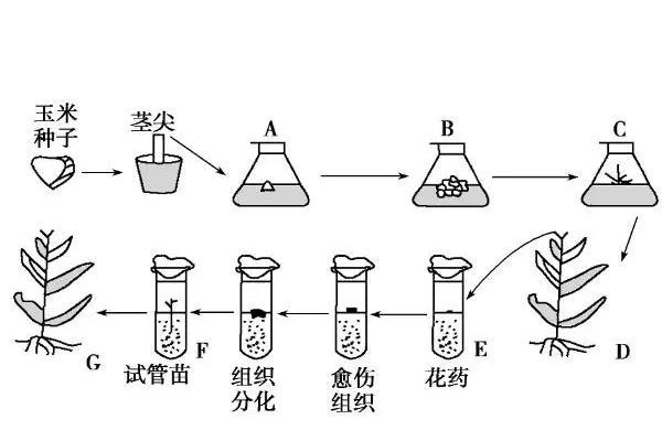 花药离体培养和单倍体育种有什么区别，步骤及结果不相同