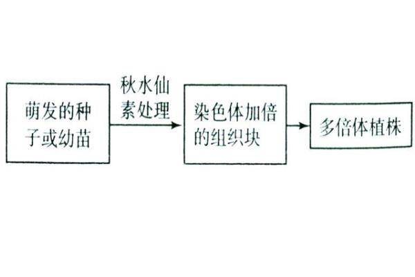 花药离体培养和单倍体育种有什么区别，步骤及结果不相同