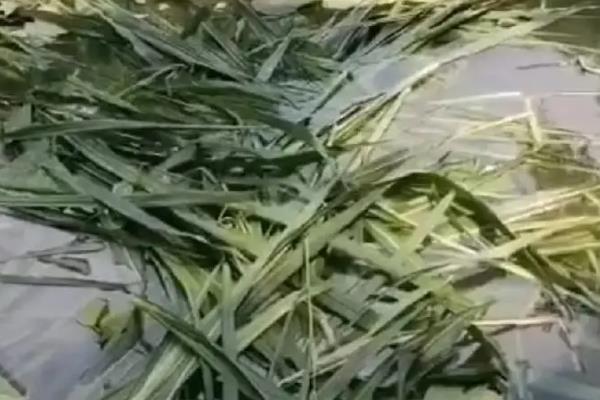 罗非鱼吃不吃草，草是罗非鱼的主要食物来源