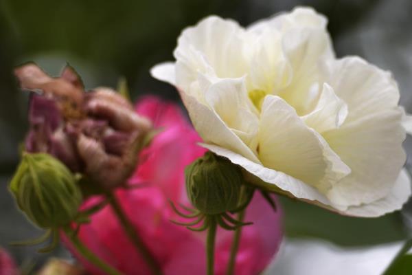 怎么养芙蓉花，夏季需要做好遮阴措施