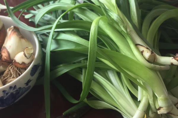 水仙花盆栽是耐寒植物吗，水仙花相对比较耐寒