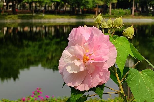 怎么养芙蓉花，夏季需要做好遮阴措施