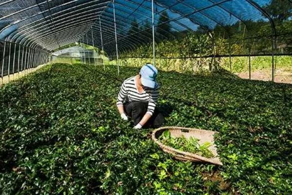 黄连的种植技术，可用种子繁殖和扦插繁殖