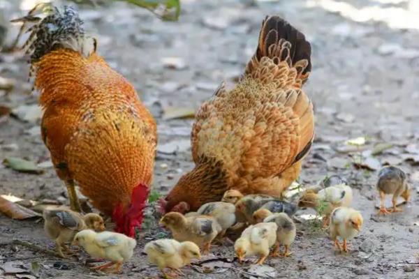 鸡吃什么东西会在数天后死亡，误食打过药的植物或虫子会在短时间内致死