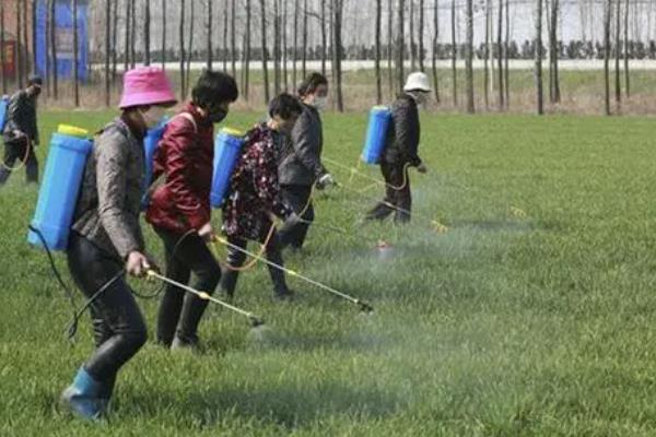 小麦播种期怎么防治病虫害，选择抗病虫品种是首要措施