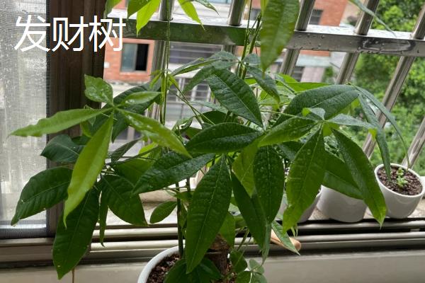 常见的室内绿化植物，常见的有发财树、绿萝等