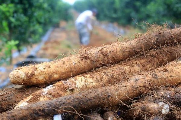 广西省桂平市的特产，有麻垌荔枝、桂平西山茶等