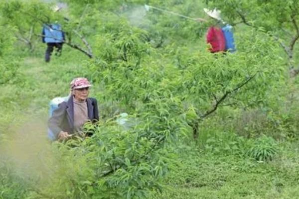 桃树的病害有哪些，常见的有缩叶病、黄叶病等