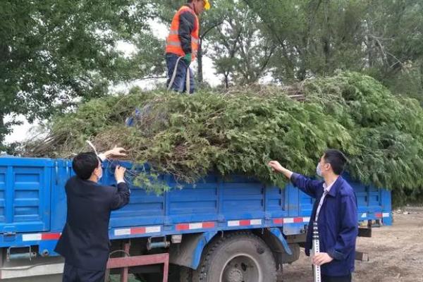 桃树的病害有哪些，常见的有缩叶病、黄叶病等