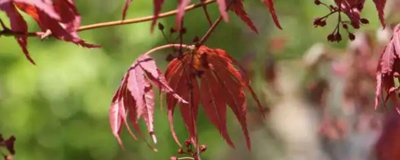 鸡爪槭的水培生根方法，温度需要控制在18-25℃之间