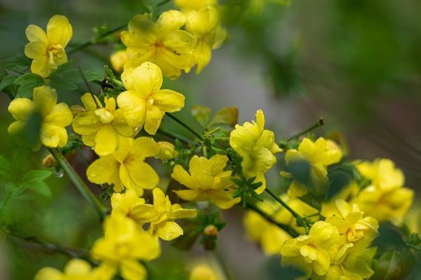 如何延长迎春花的开放时间，室温要保持在8℃以上