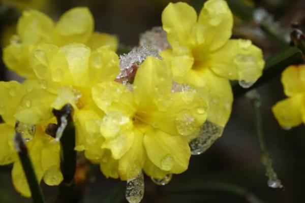 如何延长迎春花的开放时间，室温要保持在8℃以上